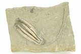 Fossil Crinoid (Scytalocrinus) - Crawfordsville, Indiana #263084-1